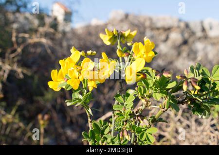 Wunderschöner gelber Strauch, Colutea arborescens oder Blase-senna, mediterrane Pflanze, in Kroatien zu finden Stockfoto