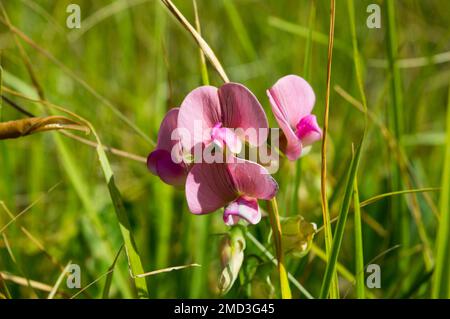 Essbare Wildpflanze, flache Erbse, Lathyrus sylvestris in Europa, Kroatien, schöne rosa Blüten Stockfoto