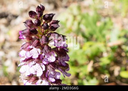 Schöne Orchideenblume, Orchis purpurea, gefunden in Kroatien, Istrien Stockfoto