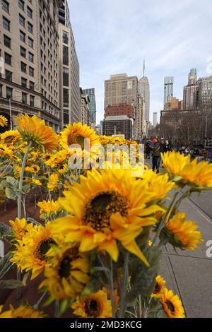 New York, USA. 22. Januar 2023. Eine neue Anlage mit 333 Sonnenblumen wird am Flatiron Plaza auf der 23. Street zwischen Fifth Avenue und Broadway installiert, um den anstehenden National Day of Unity der Ukraine am 22. Januar 2023 in New York City, USA, zu feiern. Kredit: Brazil Photo Press/Alamy Live News Kredit: Brazil Photo Press/Alamy Live News Stockfoto