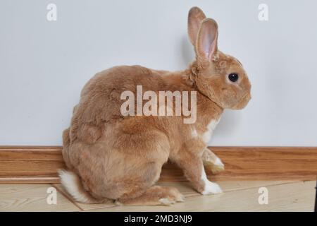 Nahaufnahme eines lockigen Vollblut-Kaninchens, das in einem Raum auf dem Boden sitzt. Stockfoto