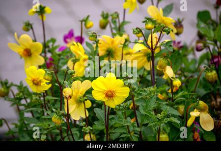 Busch von Sommerdahlien mit gelben Blumen. Stockfoto