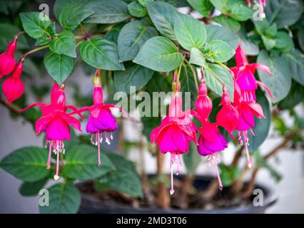 Fuchsia-Blumen, die an den Zweigen der purpurroten Fliederblumen im Stadtpark hängen. Stockfoto