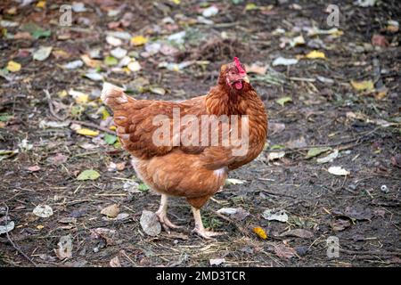 Eine schöne braune Henne läuft auf dem Bauernhof im Dorf herum. Stockfoto