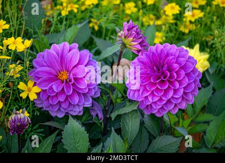 Zwei Knospen heller lila Dahlien in einem Sommergarten. Stockfoto