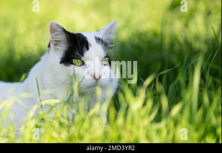 Weiße, schwarze Longhair-Katze draußen auf der Jagd, die im hohen Gras steht und nach vorne blickt Stockfoto