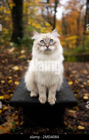 Süße sibirische Katze, die draußen im Wald auf einer Bank sitzt und in die Kamera schaut Stockfoto