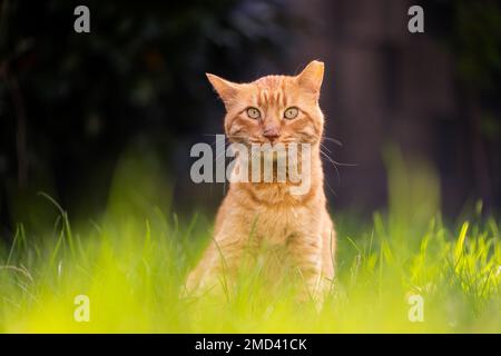 Gerettete Ingwerkatze mit Ohrspitze, die im hohen Gras im sonnigen Garten sitzt und in die Kamera schaut Stockfoto
