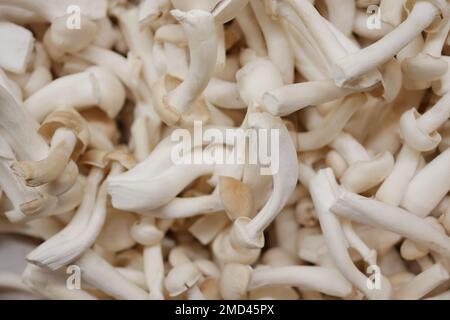 Shimeji-Pilz in Schale auf weißem Hintergrund. Stockfoto