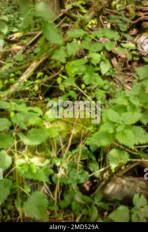 Neu, altersbeständig, digitales Zeitalter, ohne Objektiv, herausragend, Hochauflösendes, winkliges Bild von natürlichen Mustern und Chaos Stockfoto