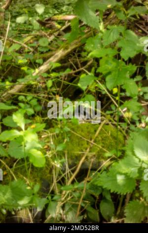 Neu, altersbeständig, digitales Zeitalter, ohne Objektiv, herausragend, Hochauflösendes, winkliges Bild von natürlichen Mustern und Chaos Stockfoto