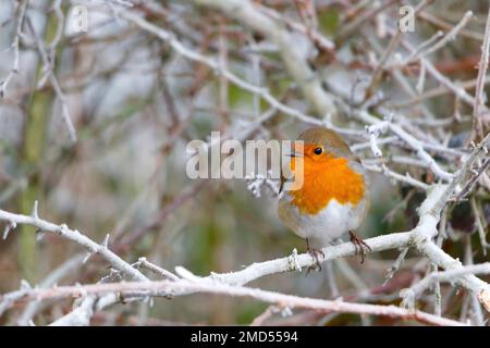 robin Redbreast hockte auf einem frostbedeckten Zweig in trentham Gardens staffordshire weihnachtskarte Stockfoto