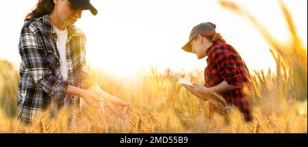 Eine Landwirtin untersucht das Getreidefeld und sendet Daten vom Tablet an die Cloud. Intelligente Landwirtschaft und digitale Landwirtschaft. Collage. Stockfoto