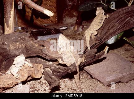 Wüstenterrarium für bärtigen Drachen (Pogona sp.) Stockfoto