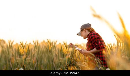 Eine Frau Bauer untersucht den Bereich der Getreide- und sendet die Daten an die Wolke aus der Tablette. Smart Farming und digitale Landwirtschaft. Stockfoto