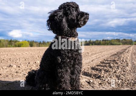 Ein schwarzer Spielzeugpudel auf einem Feld vor einem sandigen Feld und einem blauen Himmel. Stockfoto