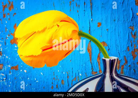 Französischer Tulup Gegen Die Blaue Mauer Stockfoto