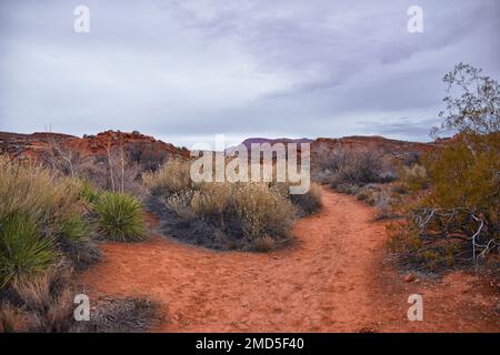 Chuckawalla und Turtle Wall Trail Wüstenwanderungen mit Blick auf Cliffs National Conservation Area Wilderness, Snow Canyon State Park St George, Utah, United Sta Stockfoto