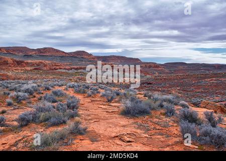 Chuckawalla und Turtle Wall Trail Wüstenwanderungen mit Blick auf Cliffs National Conservation Area Wilderness, Snow Canyon State Park St George, Utah, United Sta Stockfoto