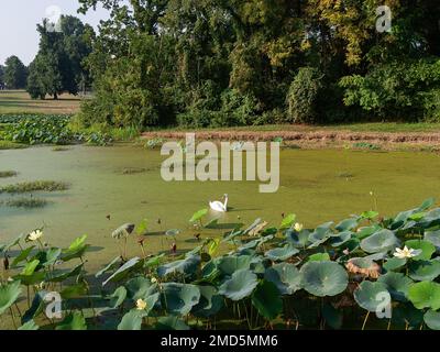 Schwan in einem Teich mit Algen und Lilienmuscheln Stockfoto