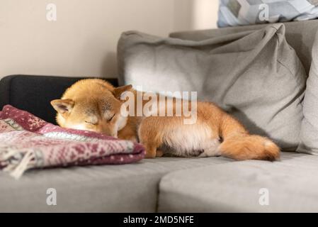 Shiba inu Hund schläft auf dem Sofa, das mit Sonnenbalken beleuchtet ist Stockfoto