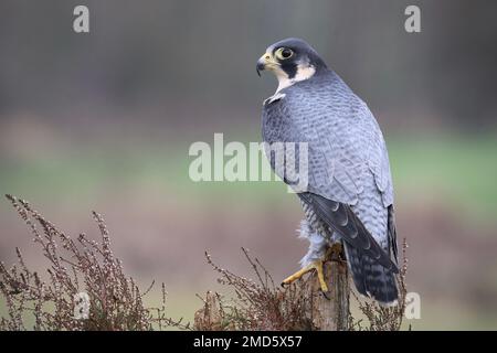 Peregrine Falke Porträt auf einer Pos Stockfoto