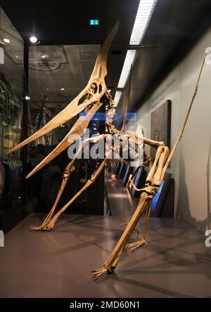 Wien, Osterreich, 2019. Dez.: Skelett eines riesigen fliegenden Dinosaurier-Pterodactyl mit Schnabel und Flügeln bei der Ausstellung im Naturkundemuseum Stockfoto