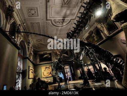 Wien, Österreich, 2019. Dez.: Ausstellungshalle der Dinosaurier-Fossilien im Naturhistorischen Museum Stockfoto