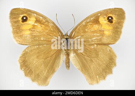 Die Wiesenbraun, Maniola jurtina (Familie Satyrinae), ein Schmetterling. Die untere Seite einer 50 Jahre alten Probe aus der Schmetterlingssammlung. Stockfoto