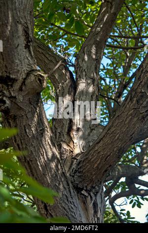 Ein alter zerbrochener Walnussbaum mit Spuren von Ästen. Stockfoto