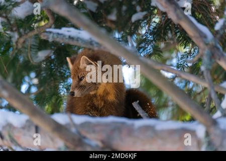 Ein amerikanischer Marder (Martes americana) zeigt die Seite seines Gesichts, während er im Winter in einer verschneiten Kiefer wegschaut. Stockfoto