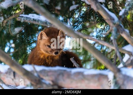 Ein wilder amerikanischer Marder (Martes americana) sitzt im Winter auf einem Ast in einer verschneiten Kiefer und blickt von seinem Steg hinunter. Stockfoto