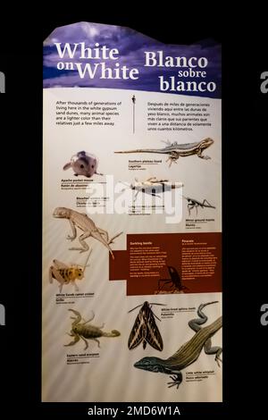 Ausstellung über Tierfarbenanpassungen an das Leben auf Gipssand im White Sands National Park, New Mexico, USA [Keine Urheberrechtsversionen von Künstlern; Editorial Stockfoto