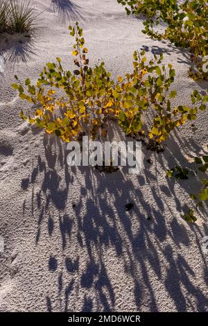 Der Herbst des Rio Grande Cottonwood im White Sands National Park in New Mexico, USA, lässt Schatten auf den Sand werfen Stockfoto