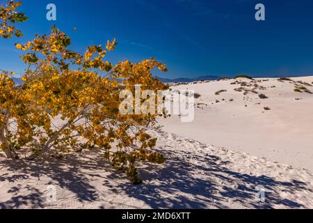 Der Herbst des Rio Grande Cottonwood im White Sands National Park in New Mexico, USA, lässt Schatten auf den Sand werfen Stockfoto