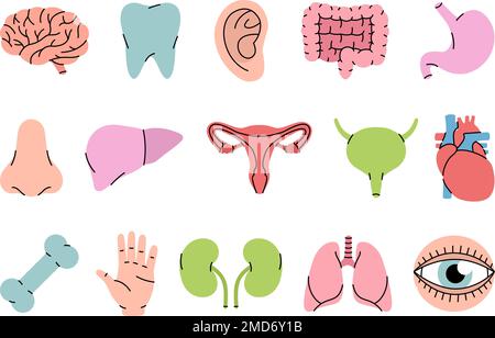 Satz menschlicher Organe Symbol. Gehirn, Zahn, Ohr, Darm, Magen, Nase, Leber, Fortpflanzungssystem, Herz, Knochen, Hand, Nieren, Lungen, Augapfel-Symbol. Stock Vektor