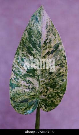 Nahaufnahme eines marmorierten weißen und grünen Blatts von Philodendron giganteum variegated, einer seltenen tropischen Pflanze Stockfoto