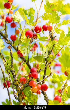 Ein Haufen saftiger roter Stachelbeeren, die auf dem Strauß wachsen. Nahaufnahme der Ernte der Stachelbeerpflanze, bereit für die Sammlung Stockfoto