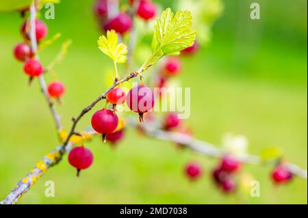 Ein Haufen saftiger roter Stachelbeeren, die auf dem Strauß wachsen. Nahaufnahme der Ernte der Stachelbeerpflanze, bereit für die Sammlung Stockfoto