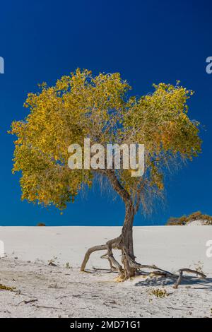 Rio Grande Cottonwood steht auf Wurzelpfählen vor schwebenden Dünen im White Sands National Park, New Mexico, USA Stockfoto