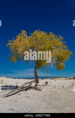 Rio Grande Cottonwood steht auf Wurzelpfählen vor schwebenden Dünen im White Sands National Park, New Mexico, USA Stockfoto