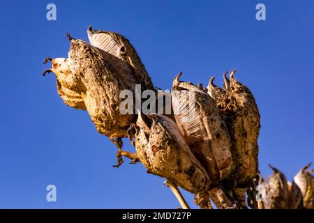 Soaptree Yucca, Yucca elata, Früchte im White Sands National Park, New Mexico, USA Stockfoto