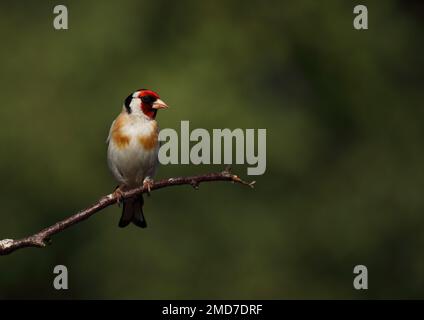 Erwachsener Goldfink sitzt auf dem Ast Stockfoto