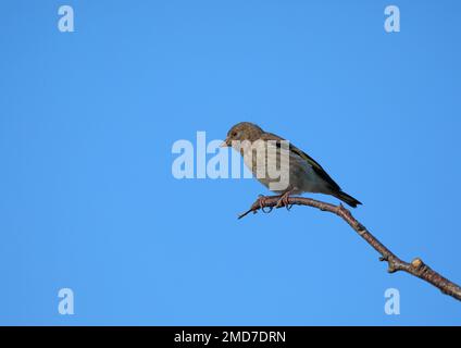 Juvenile Goldfink auf dem Ast Stockfoto