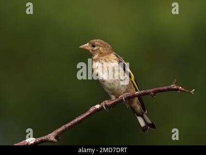 Juvenile Goldfink auf dem Ast Stockfoto