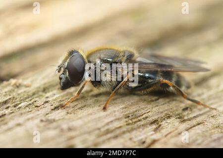 Detaillierte Nahaufnahme des kleinen Houseleek-Schwarzfliegens, Cheilosia caerulescens, die auf Holz sitzen Stockfoto