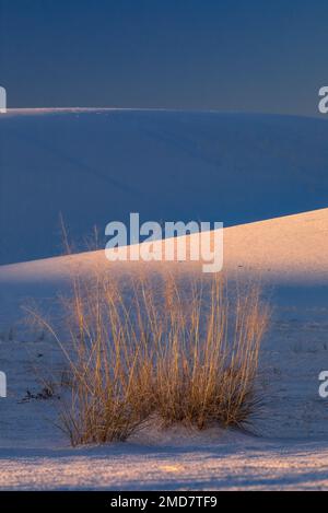 Gräser wachsen an den Tiefen der weißen Gipsdünen im White Sands National Park, New Mexico, USA Stockfoto