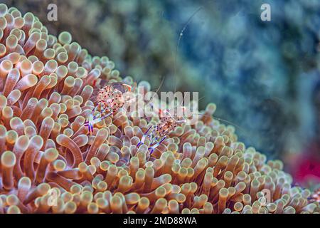 Hippolytidae ist eine Familie sauberer Garnelen, auch bekannt als gebrochene Garnelen oder Anemone Garnelen. Stockfoto