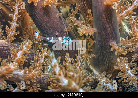 Hippolytidae ist eine Familie sauberer Garnelen, auch bekannt als gebrochene Garnelen oder Anemone Garnelen. Stockfoto