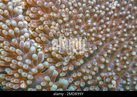 Hippolytidae ist eine Familie sauberer Garnelen, auch bekannt als gebrochene Garnelen oder Anemone Garnelen. Stockfoto